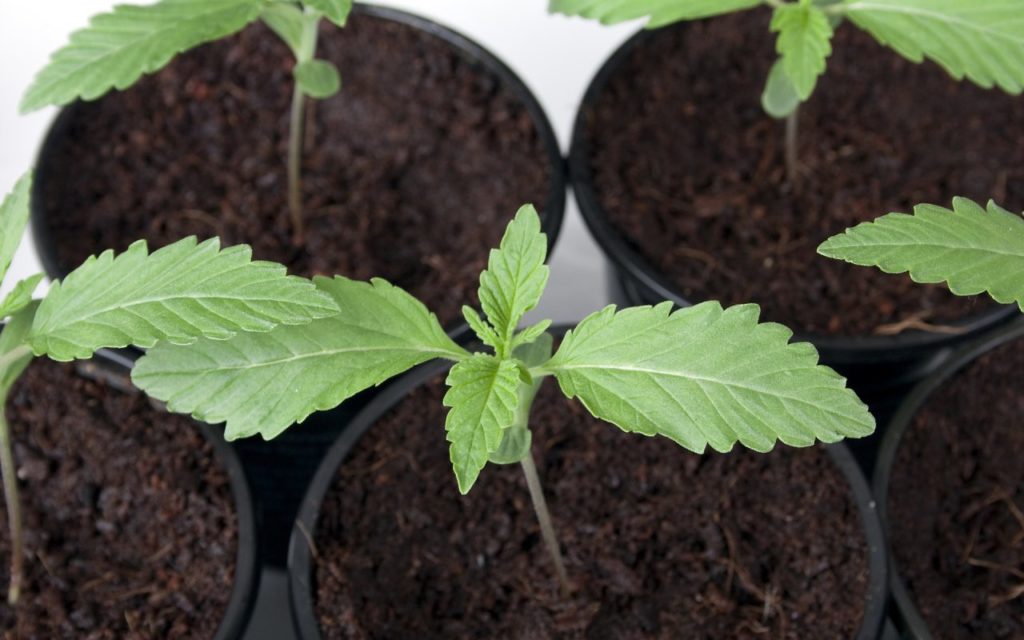 大麻栽培初心者でも簡単に育てられる５つの品種